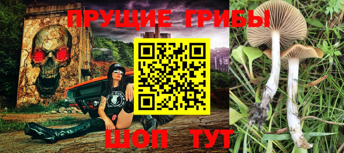 Галлюциногенные грибы Cubensis Реутов